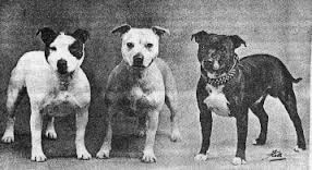 staffordshire terrier history