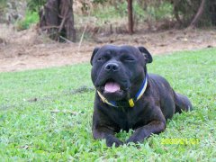 Axlstaff Harley (Harley) who lives in Cairns with his owner John. He is the brother to Holley, Sofia, Astro and also Nitro.