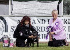 ACT & District Staffordshire Bull Terrier Club - 2024
