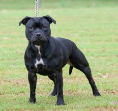 API General Specials