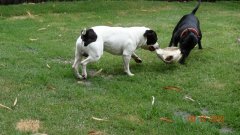 Gomez and his mum Holley playing around the yard, he is 4.5yrs old.