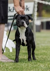ACT & District Staffordshire Bull Terrier Club - 2024