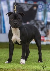 2nd Baby Puppy Bitch - West of the Divide Staffordshire Bull Terrier Club Saturday 22.06.19