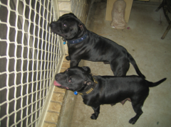 Axlstaff Tartan Warrior (Jed) with his mum Bajed Satin Doll (Gypsy)