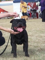 Jed at Boonah Show