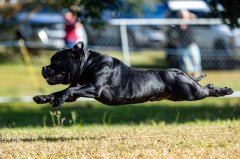 SprintDog™️ Tryout - June 2025