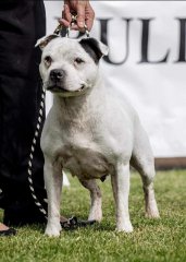 ACT & District Staffordshire Bull Terrier Club Show - 2024
