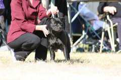 Ziggy with Jody at the Sporting Terrier Club Show 2008