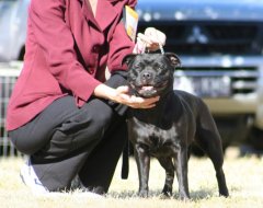 Ziggy with Jody at the Sporting Terrier Club Show 2008