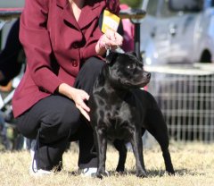 Ziggy with Jody at the Sporting Terrier Club Show 2008